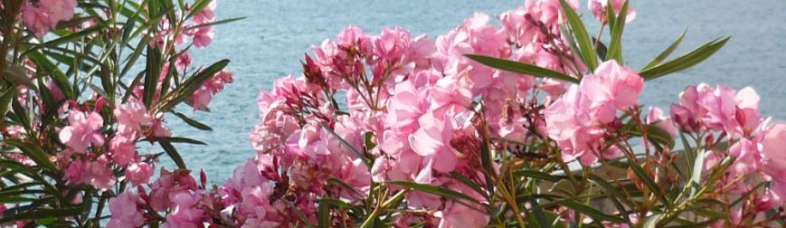 Weinfest 'Le Cantine Di Vercana' im Bergdorf oberhalb Domaso