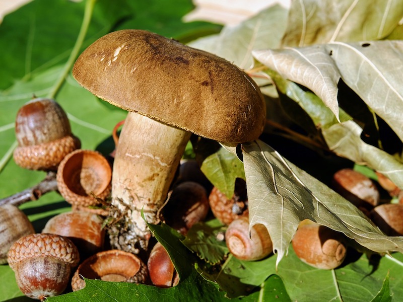 Pilzfest am Comer See